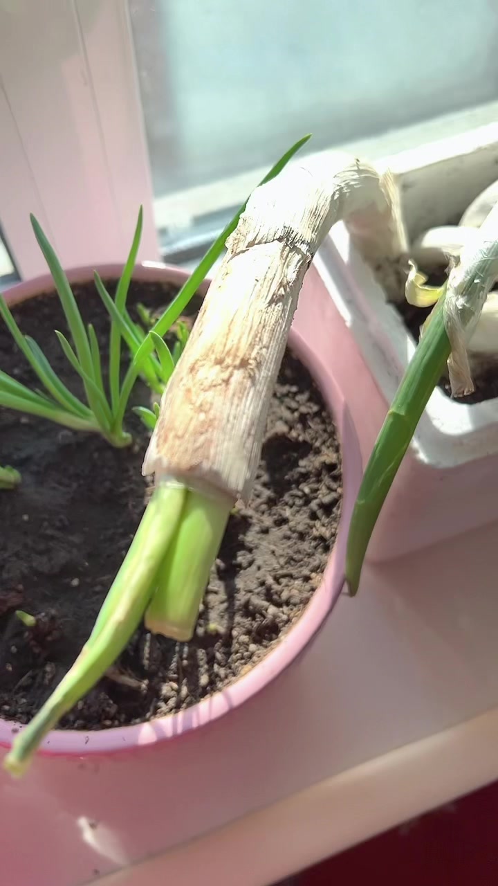 阳台种的纯天然蔬菜