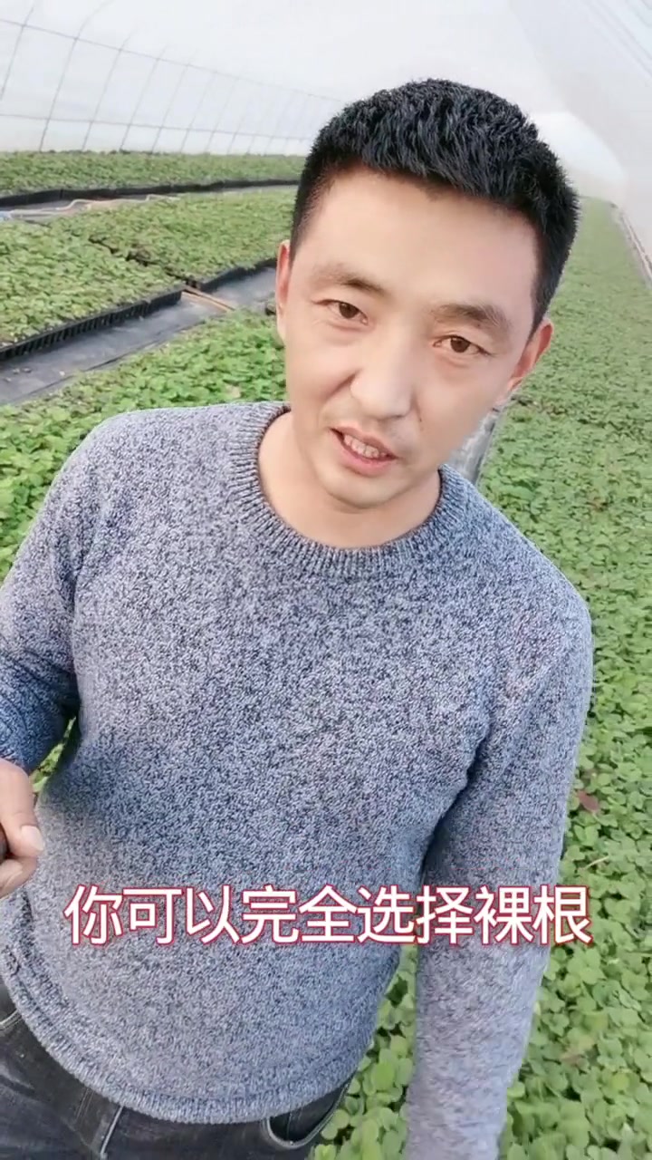 草莓苗种苗选择,优质新品种草莓苗基地,红颜隋珠天仙醉等