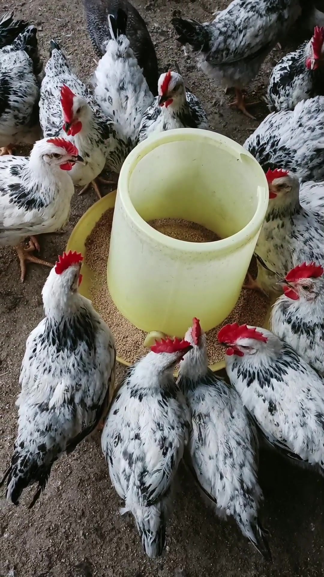 70多天两斤多稻花鸡苗子