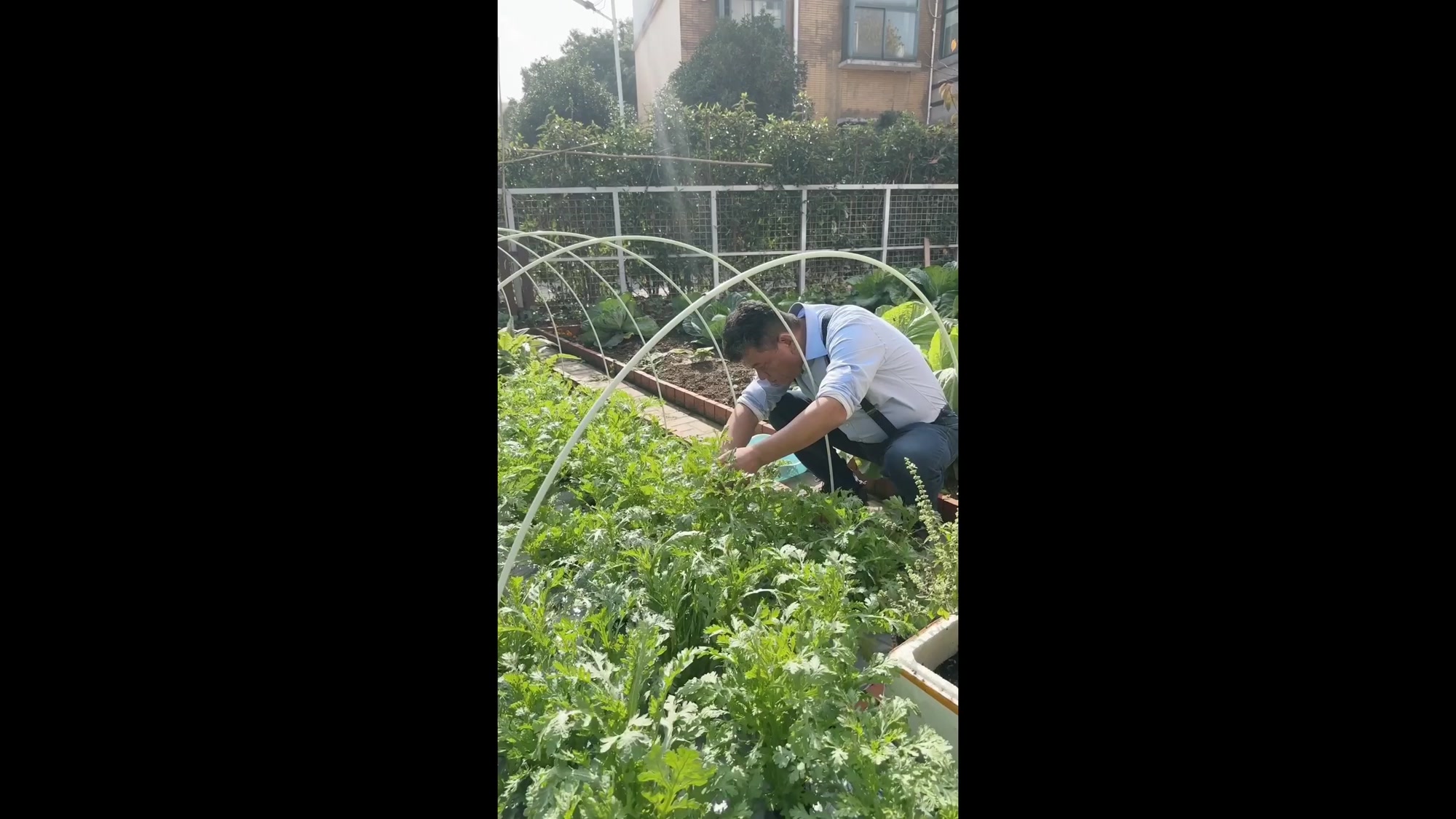 你知道粪肥与有机蔬菜的区别吗?