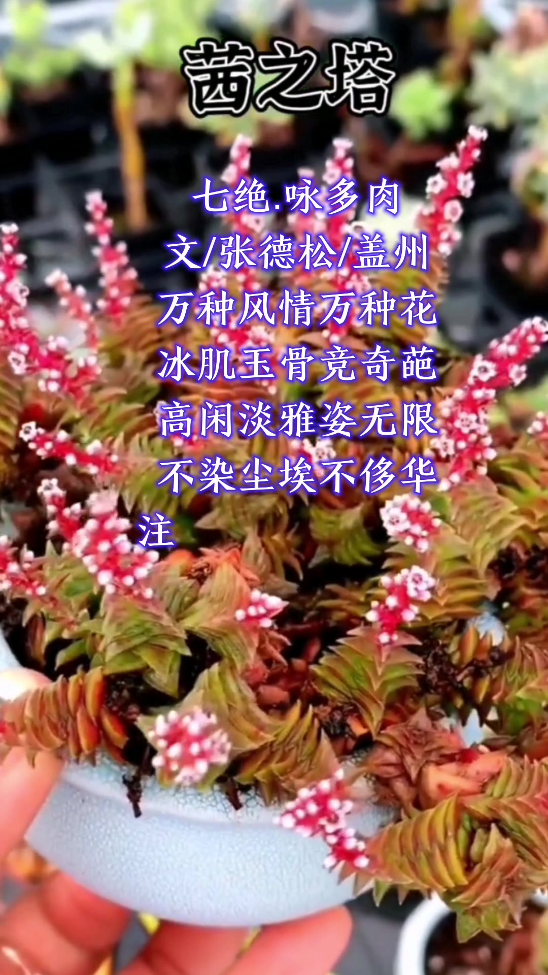 山居诗词者原创作品七绝.咏多肉之二