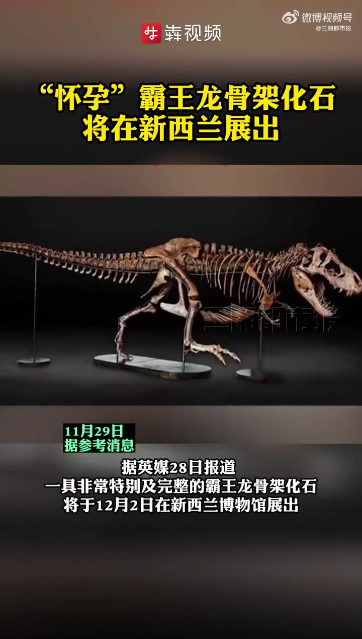 「怀孕霸王龙骨架化石将在新西兰展出」据英媒28日报道,一具非常特别及完整的霸王龙骨架化石将
