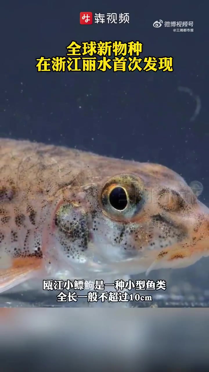 「全球新物种在浙江丽水首次发现」11月30日,浙江丽水市推进生物多样性保护工作新闻发布会在