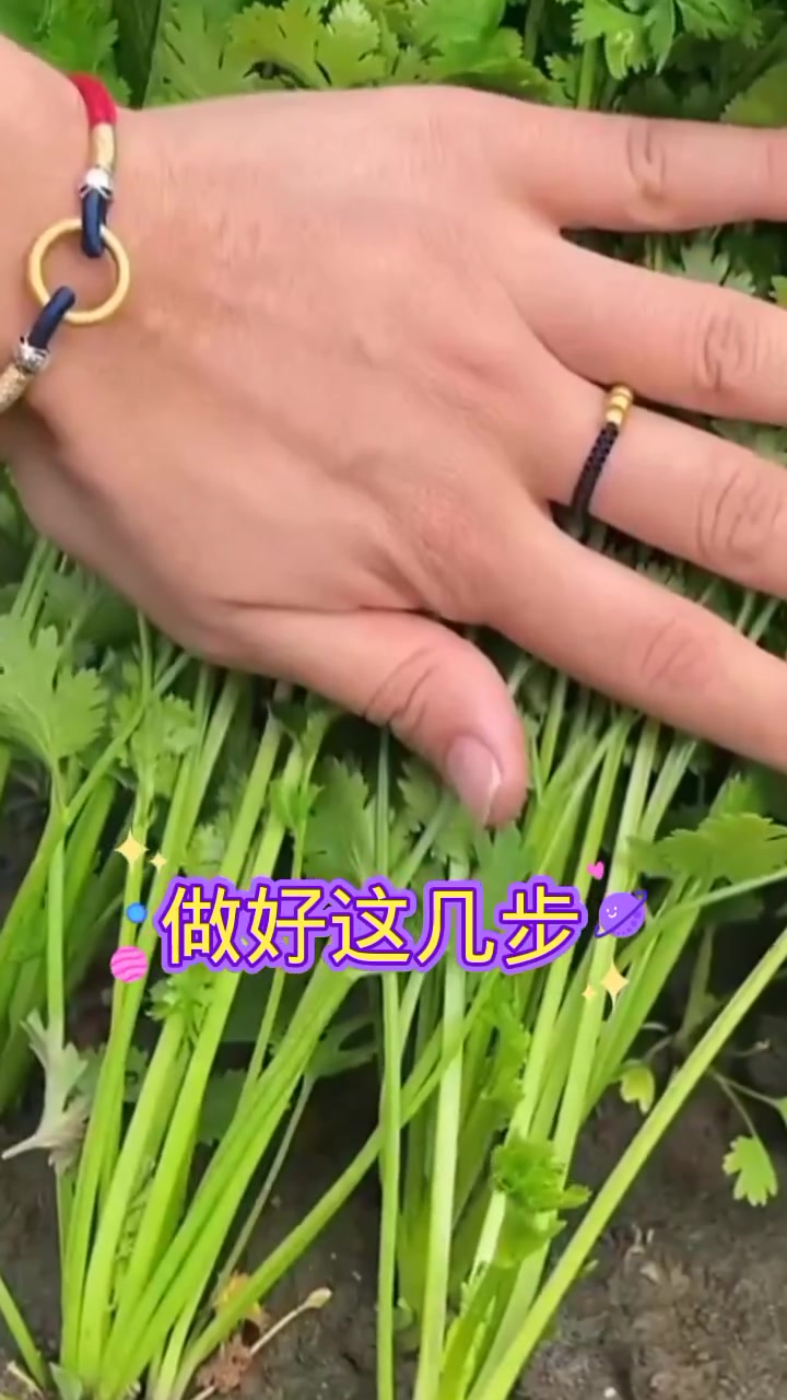 香菜种植,农业种植技术,蔬菜病虫害防治技术
