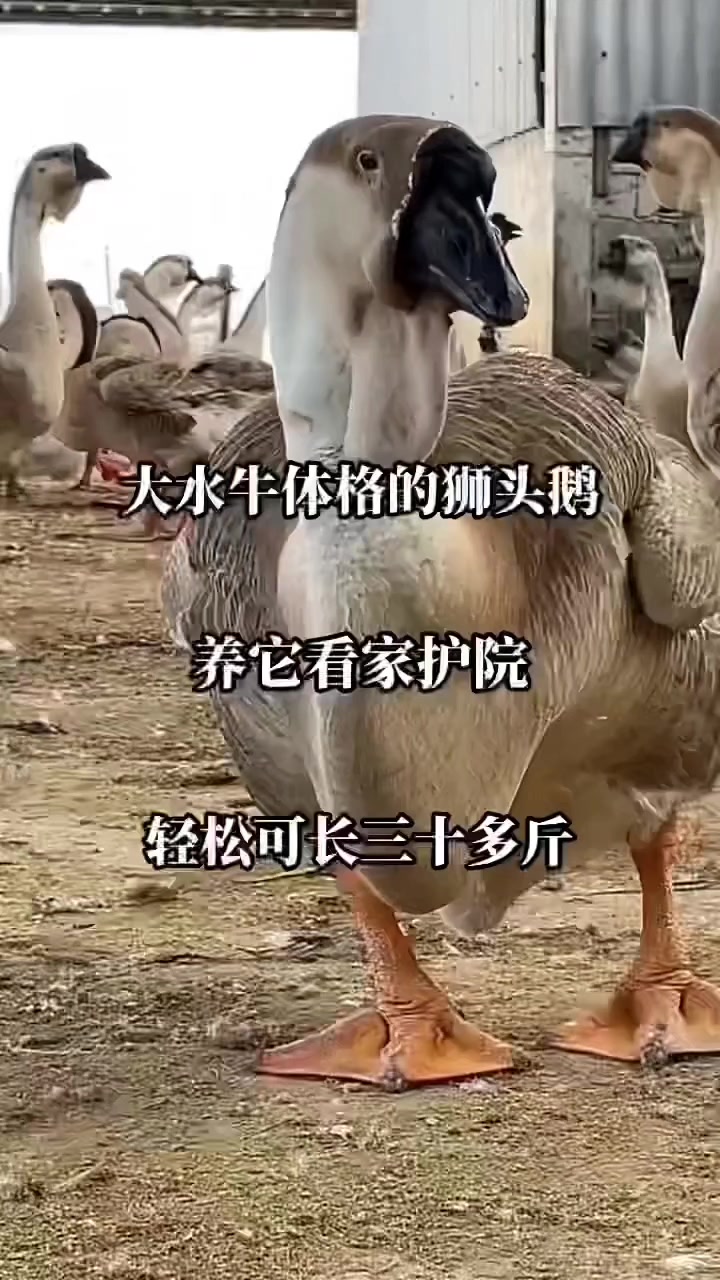 广东汕头正宗狮头鹅苗