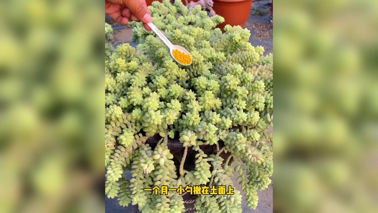 多肉植物怎么养!!