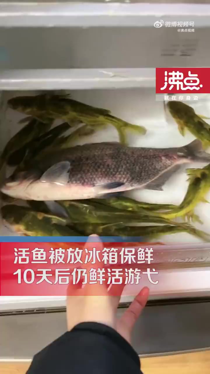 「活鱼被放冰箱水槽10天后仍鲜活游弋 当事人:很不可思议」12月2日,湖北襄阳。一男子受了