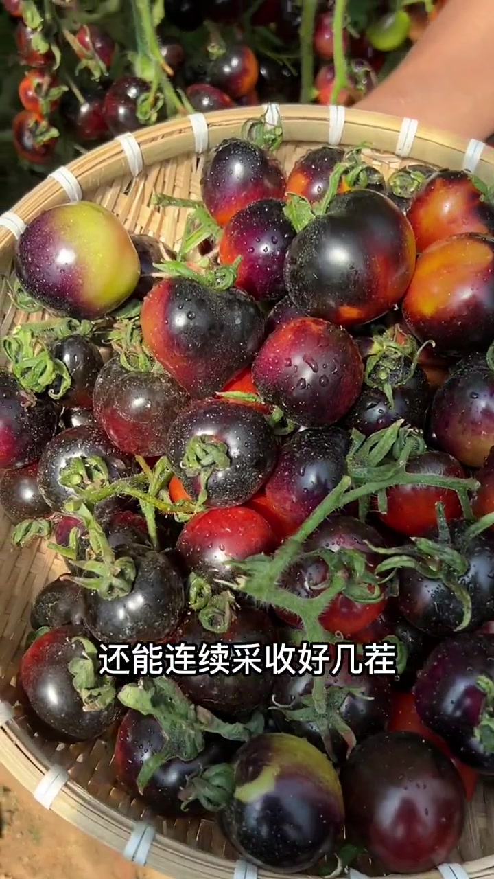 番茄中的黑美人,不灵不灵的特别好看,而且种植简单