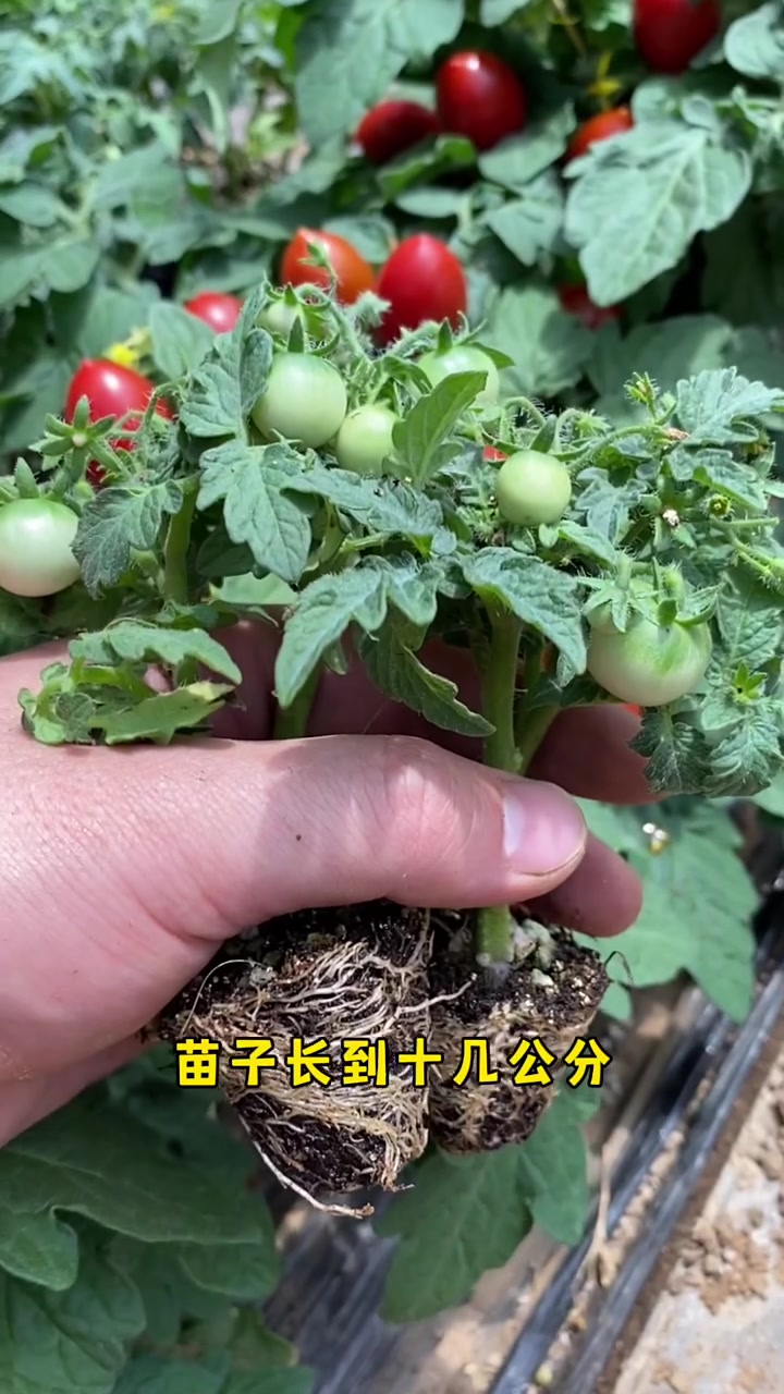 阳台种菜,番茄蔬菜种植