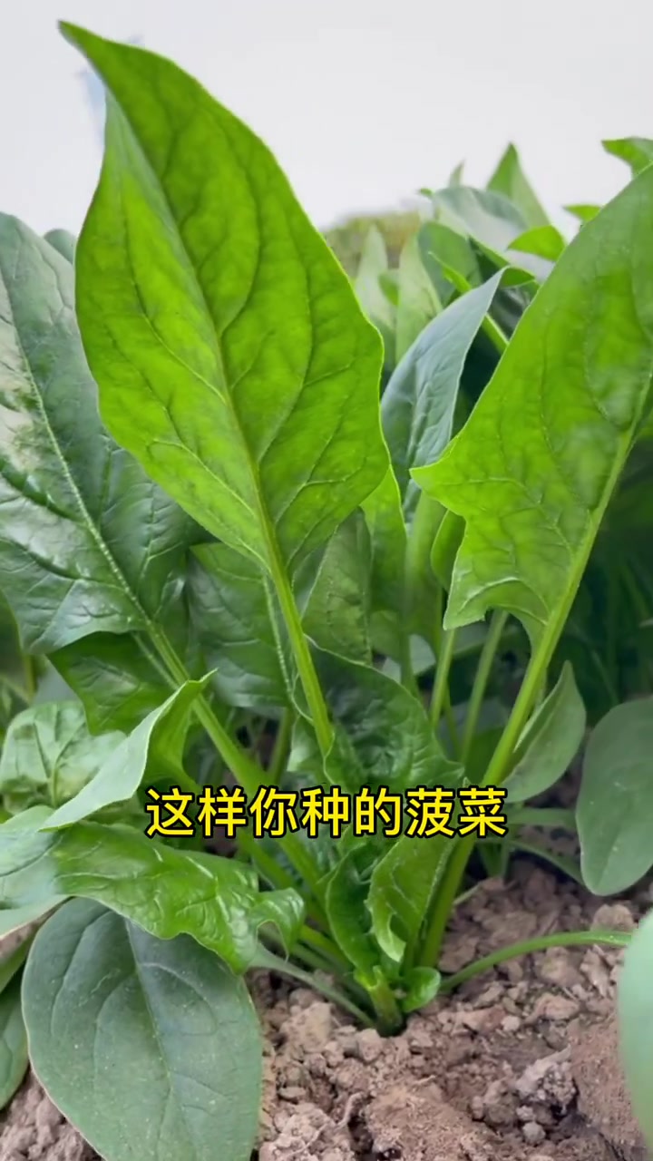 清脆鲜嫩的越冬菠菜,现在种下一个月就可以采收