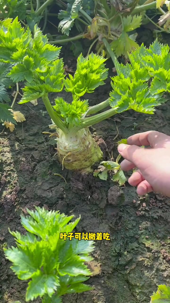 没错,根芹就是全网混的最差的蔬菜,没有不能吃的地方