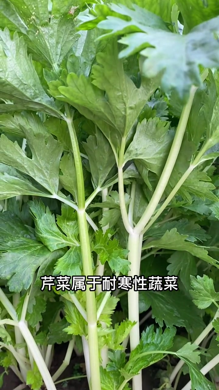 芹菜属于耐寒性蔬菜,什么温度种植最合适呢,今天告诉你!