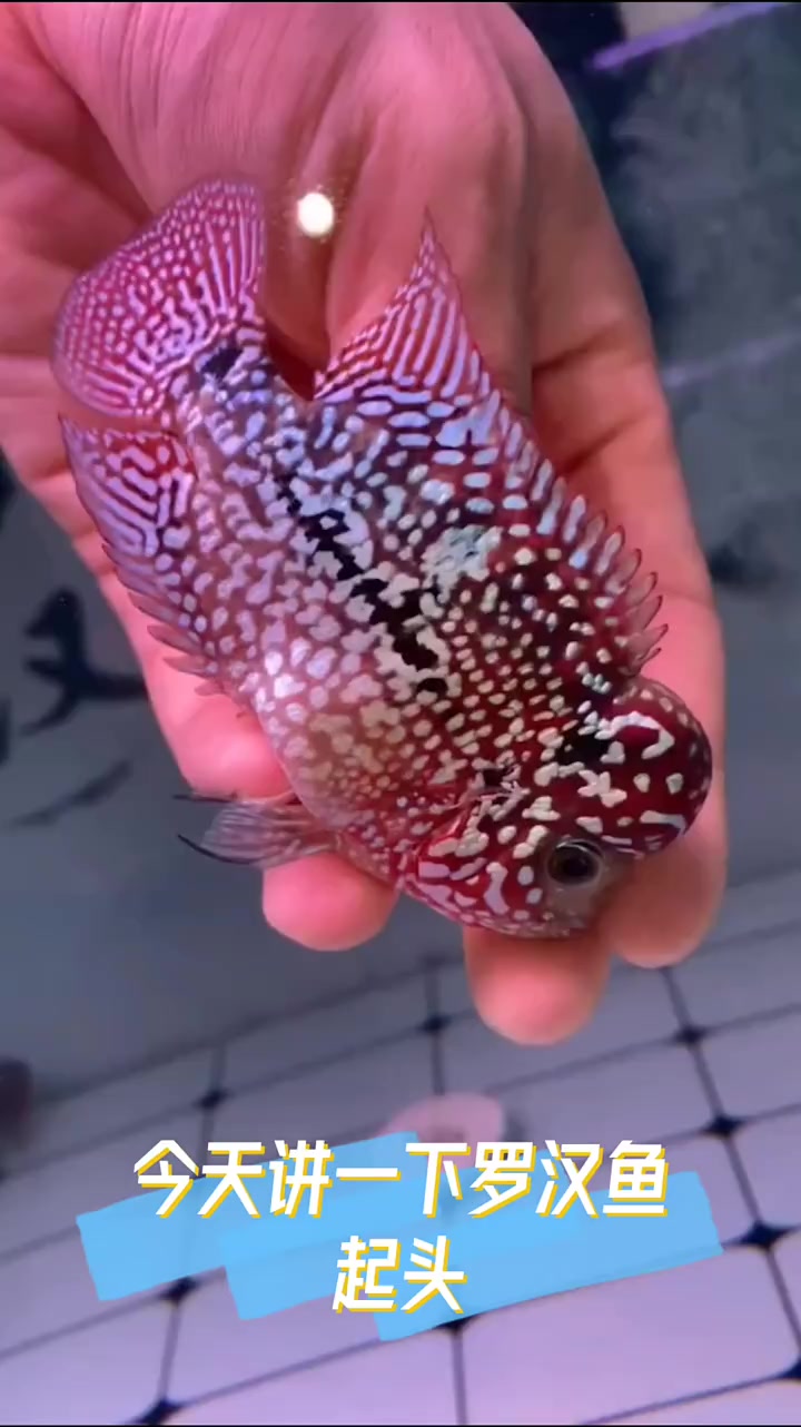 罗汉鱼的起头过程