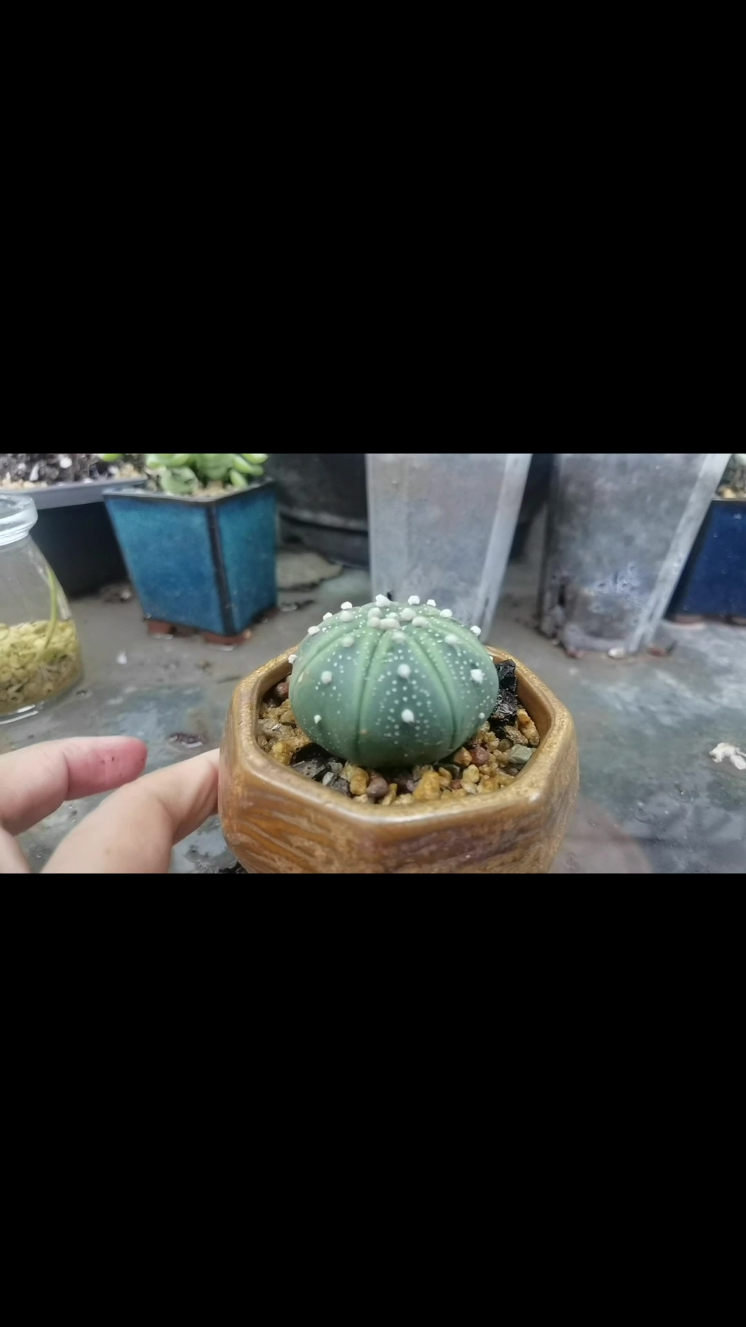多肉植物《星兜》
