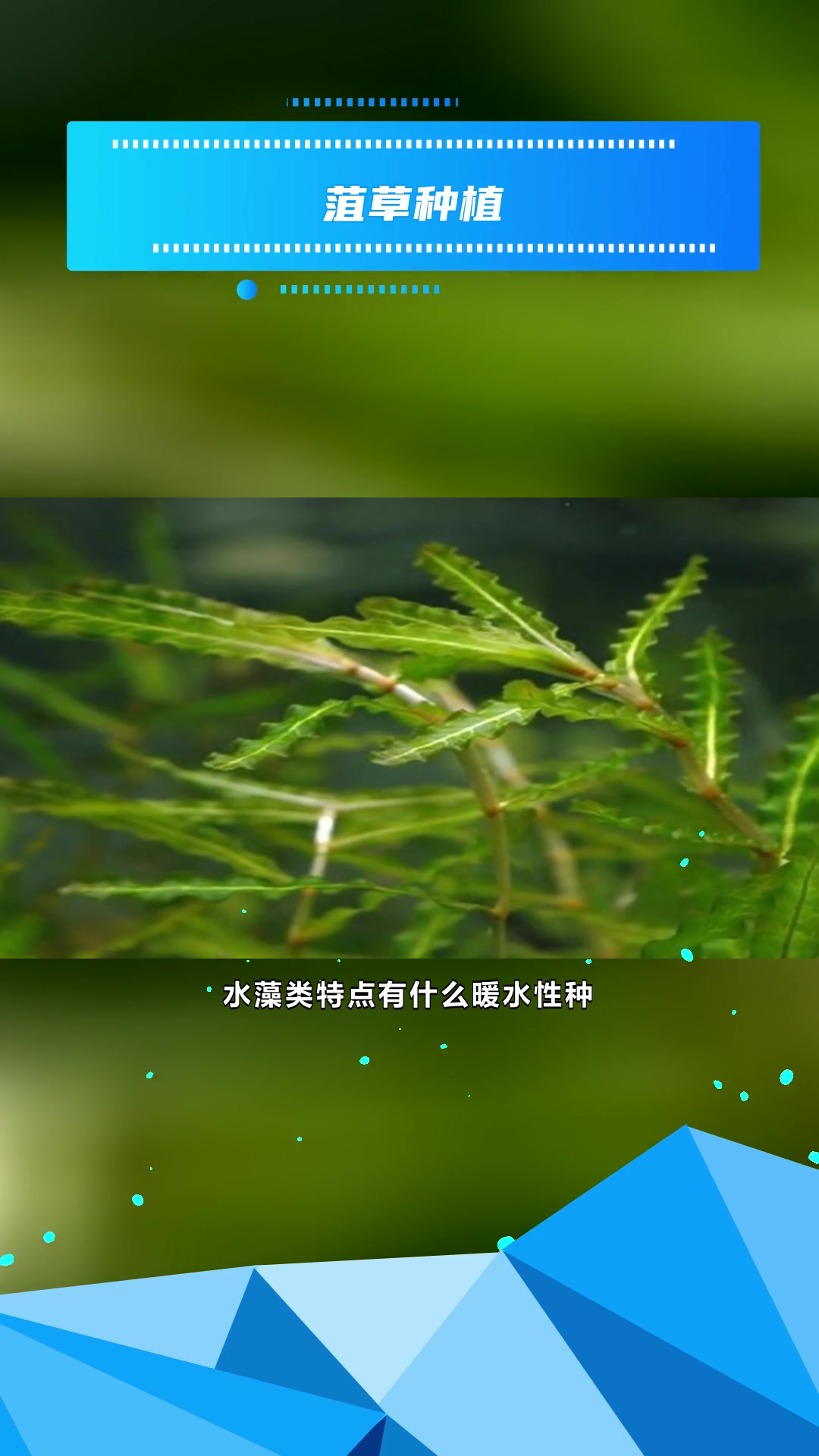 金鱼藻推荐