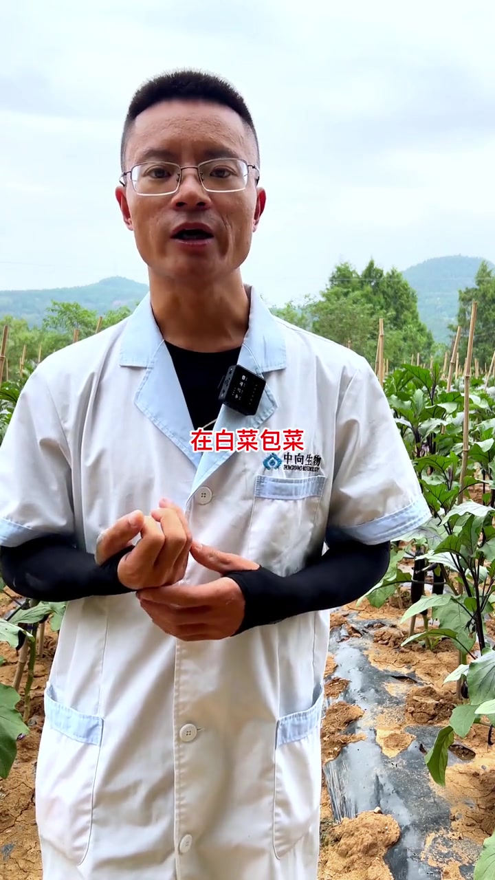 白菜种植前期病害预防工作要做好才能有效保证后期产量