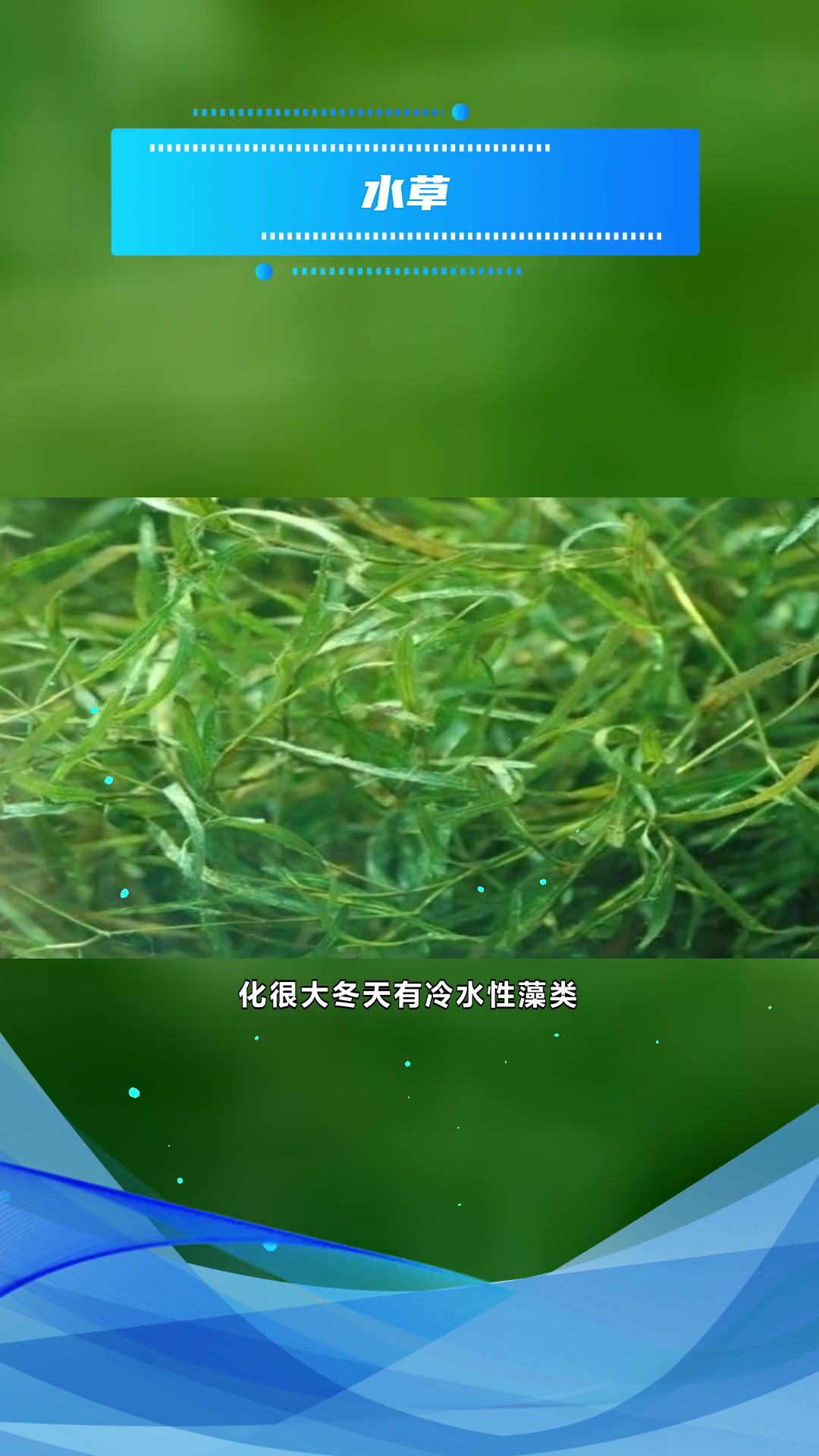 金鱼藻介绍