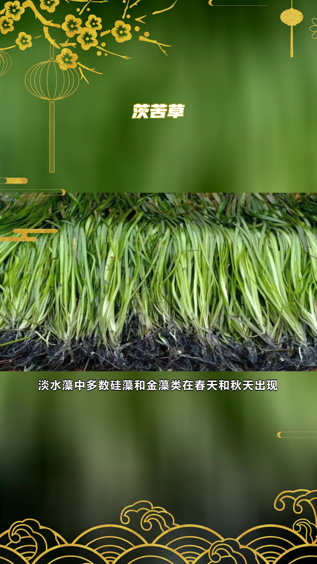 金鱼藻特性