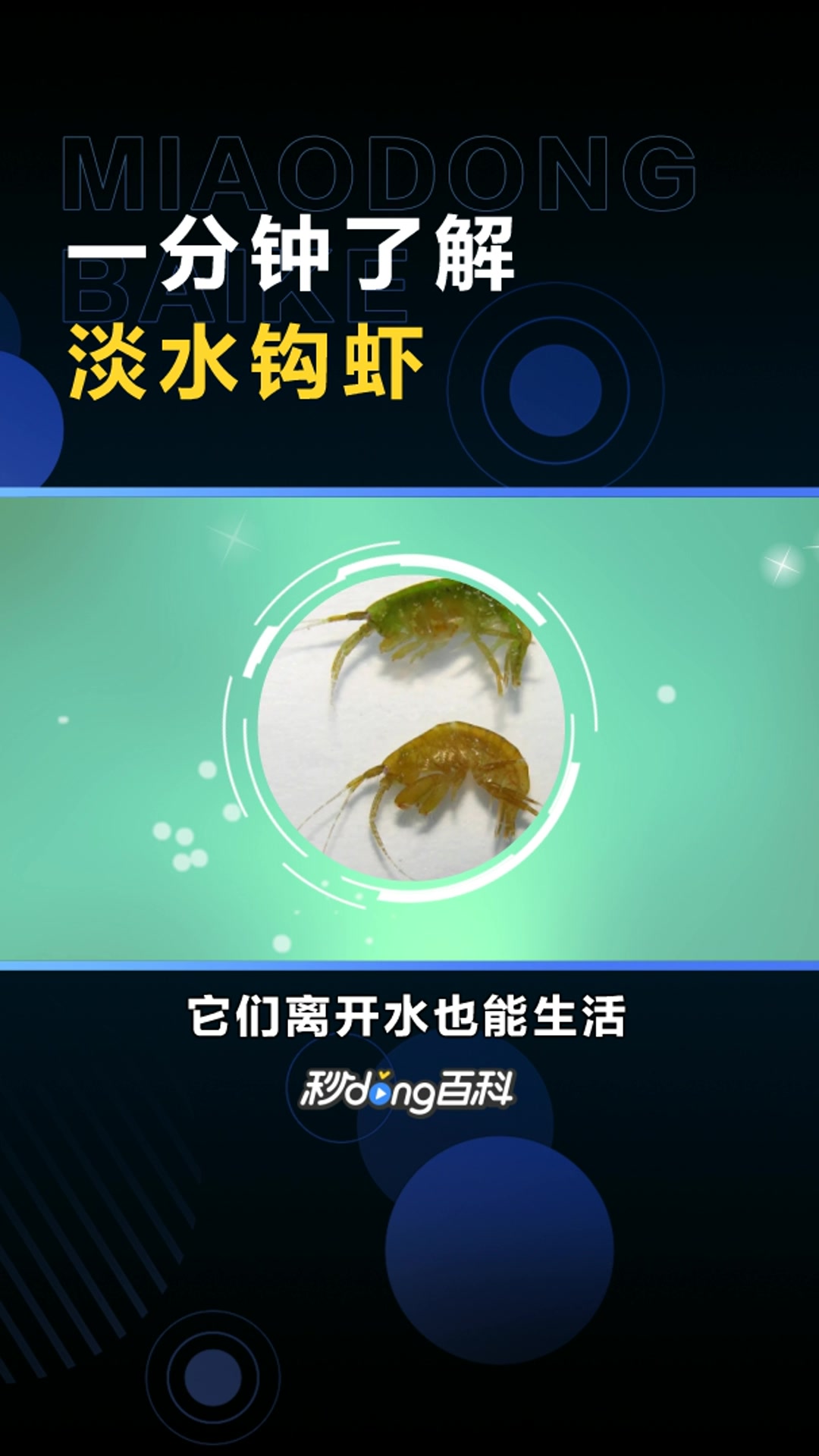 淡水钩虾:钩虾科的一种动物