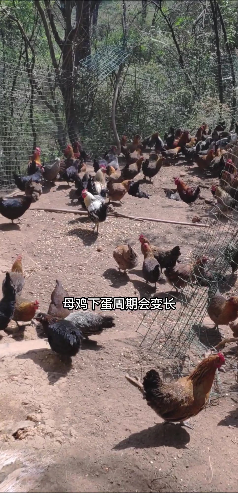 如何分辨真假土鸡蛋