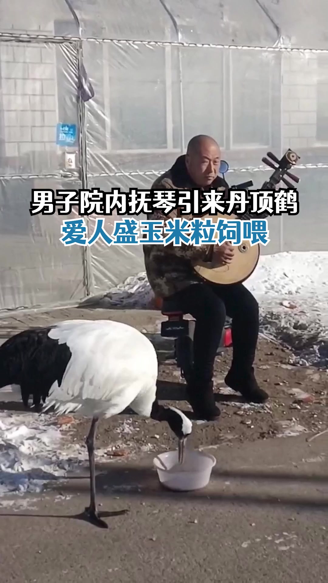 和谐之美!东北男子院内抚琴引来丹顶鹤:爱人盛玉米粒饲喂