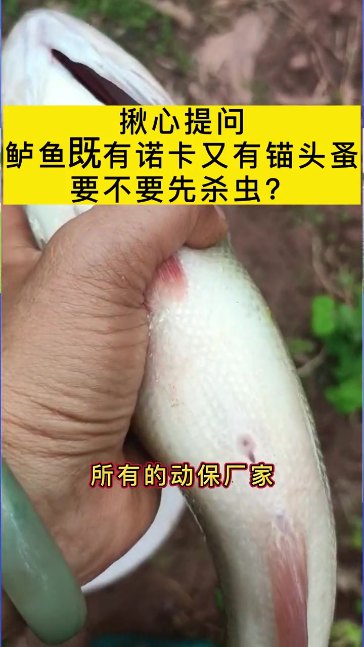 第30集|揪心提问!鲈鱼既有诺卡又有锚头蚤,要不要先杀虫?鲈鱼诺卡氏 鲈鱼锚头蚤 龙昌乐畅