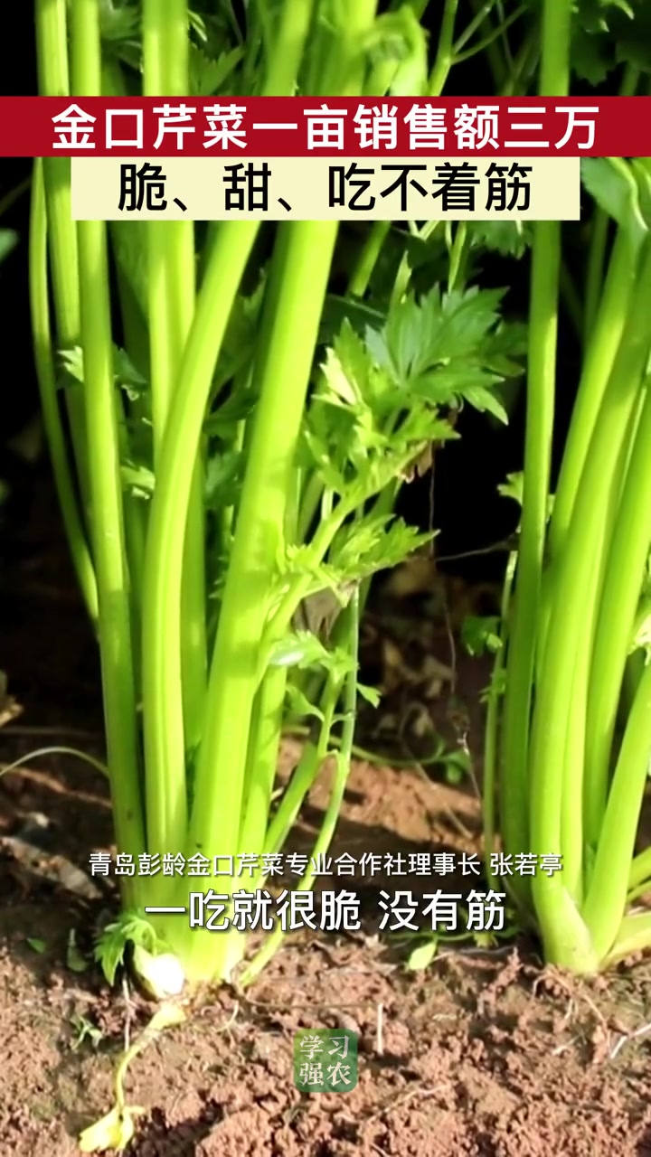 芹菜还有实心的?他说还吃不着筋 芹菜