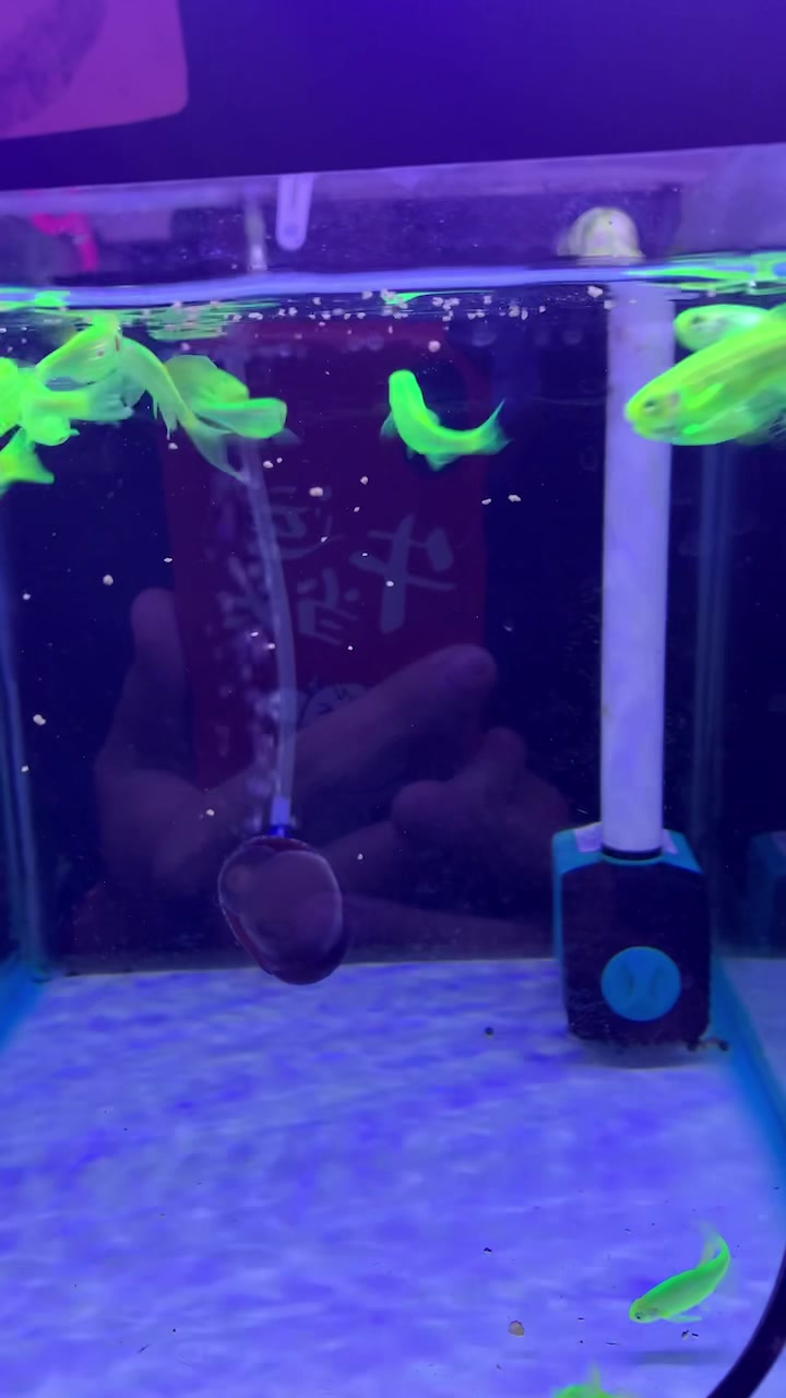 斑马鱼品种之青苹果