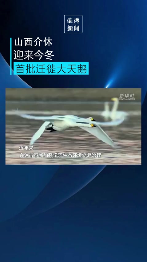 山西介休迎来今冬首批迁徙大天鹅