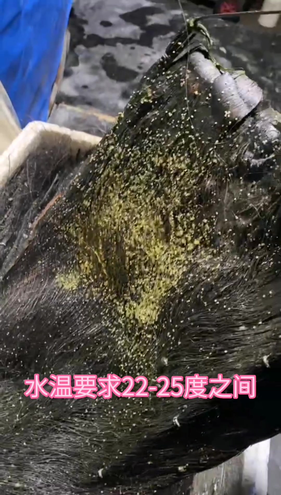 加州鲈孵化关键点