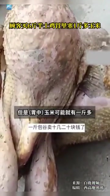 顾客买6斤半土鸡胃里塞1斤多玉米