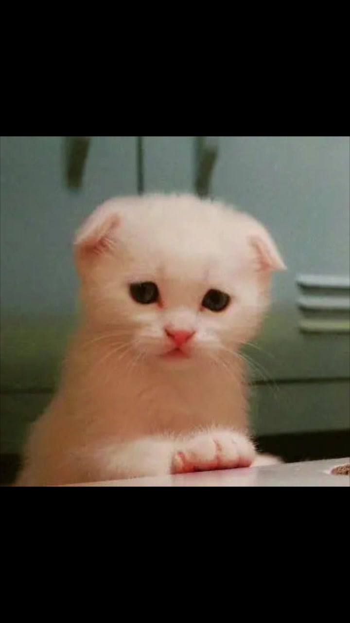 可爱的猫咪头像来了