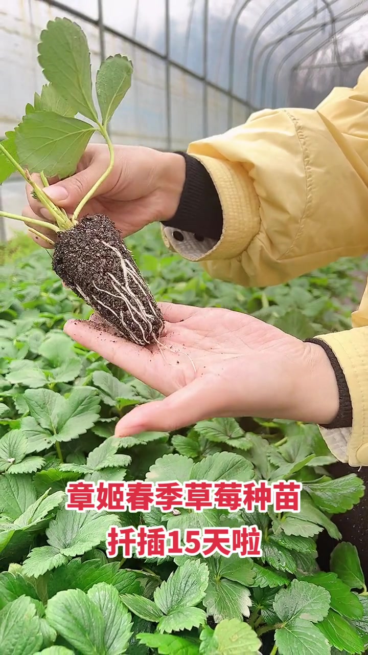 草莓苗种苗价格,脱毒草莓苗培育基地,天仙醉,红颜,甜宝。
