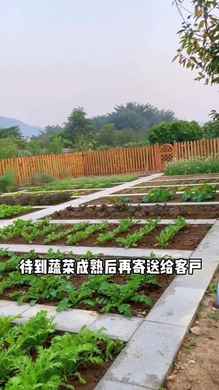 在农村发展一米菜园可行吗?