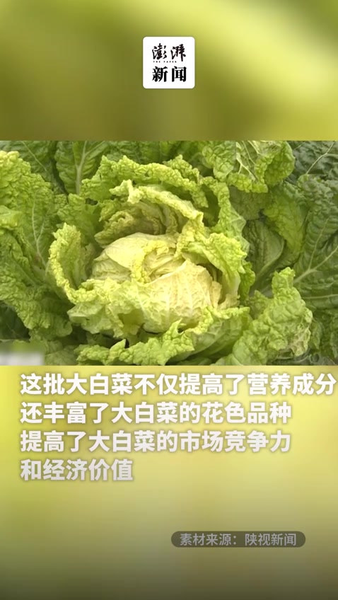 白菜花色更新!新品种橙色大白菜成功试种