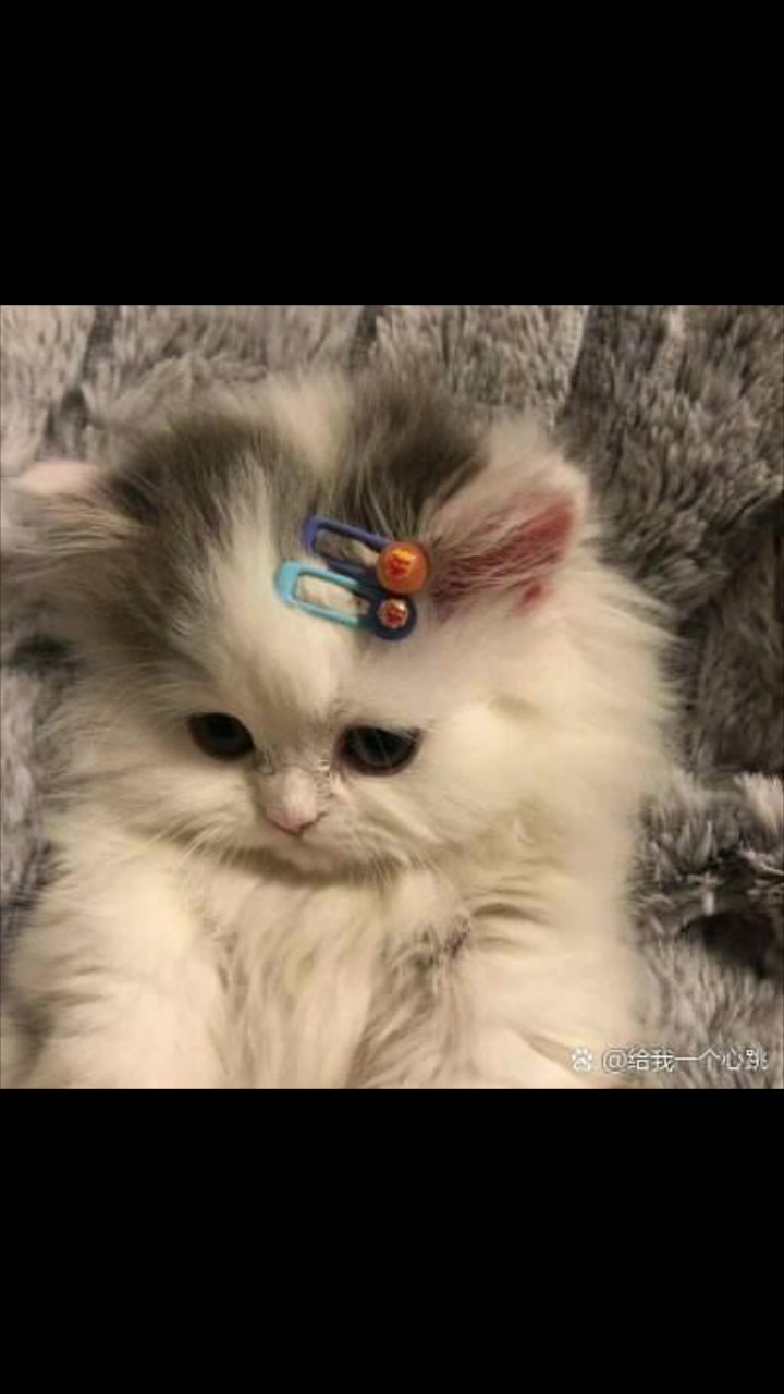 可爱的小猫咪可以做头像