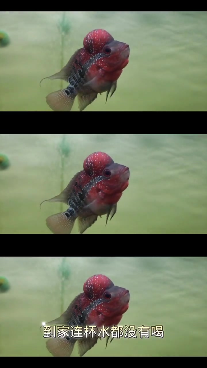 罗汉鱼的魅力所在