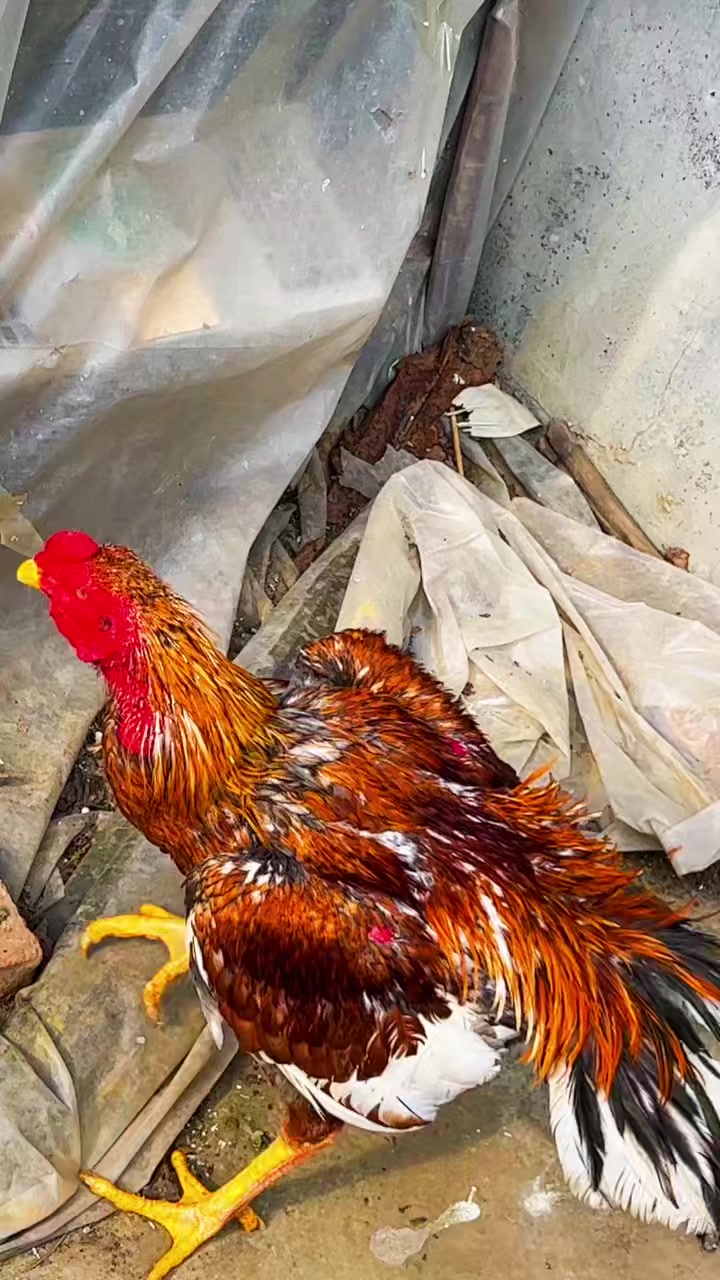 火烧毛斗鸡进来欣赏一下