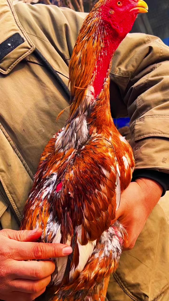 大骨架七斤重大骨架火烧种公斗鸡皮肤自然红