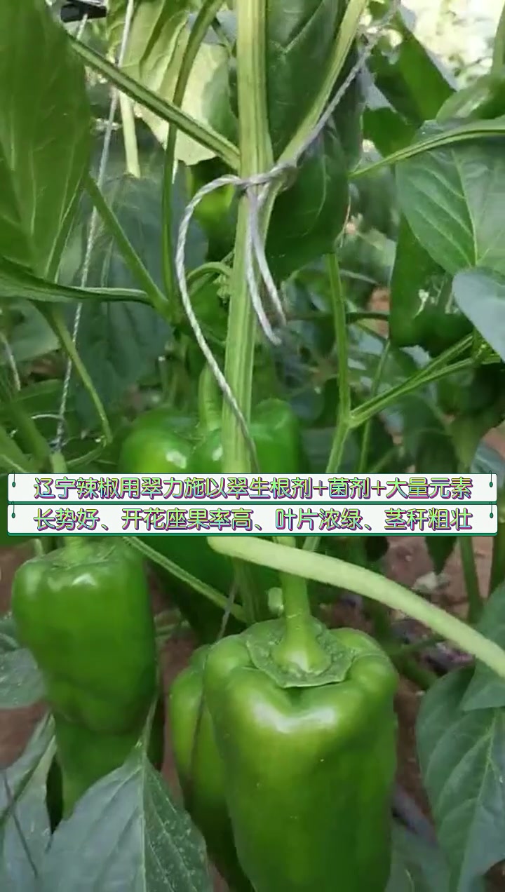 水溶肥品牌-辽宁辣椒用翠力施以翠生根剂,长势好、叶片浓绿