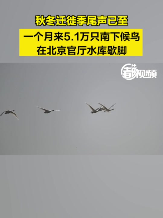 秋冬迁徙季尾声已至,5.1万只南下候鸟在北京官厅水库歇脚