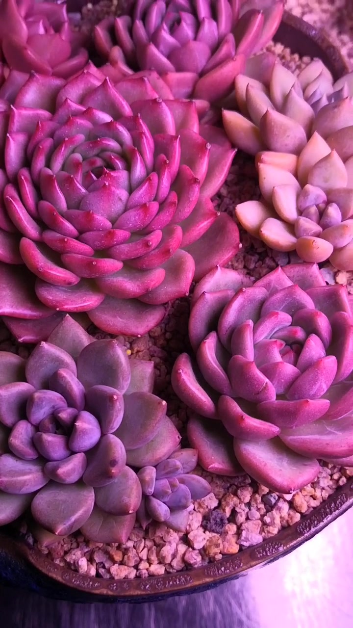 象牙和香槟的拼盘!秀色可餐!