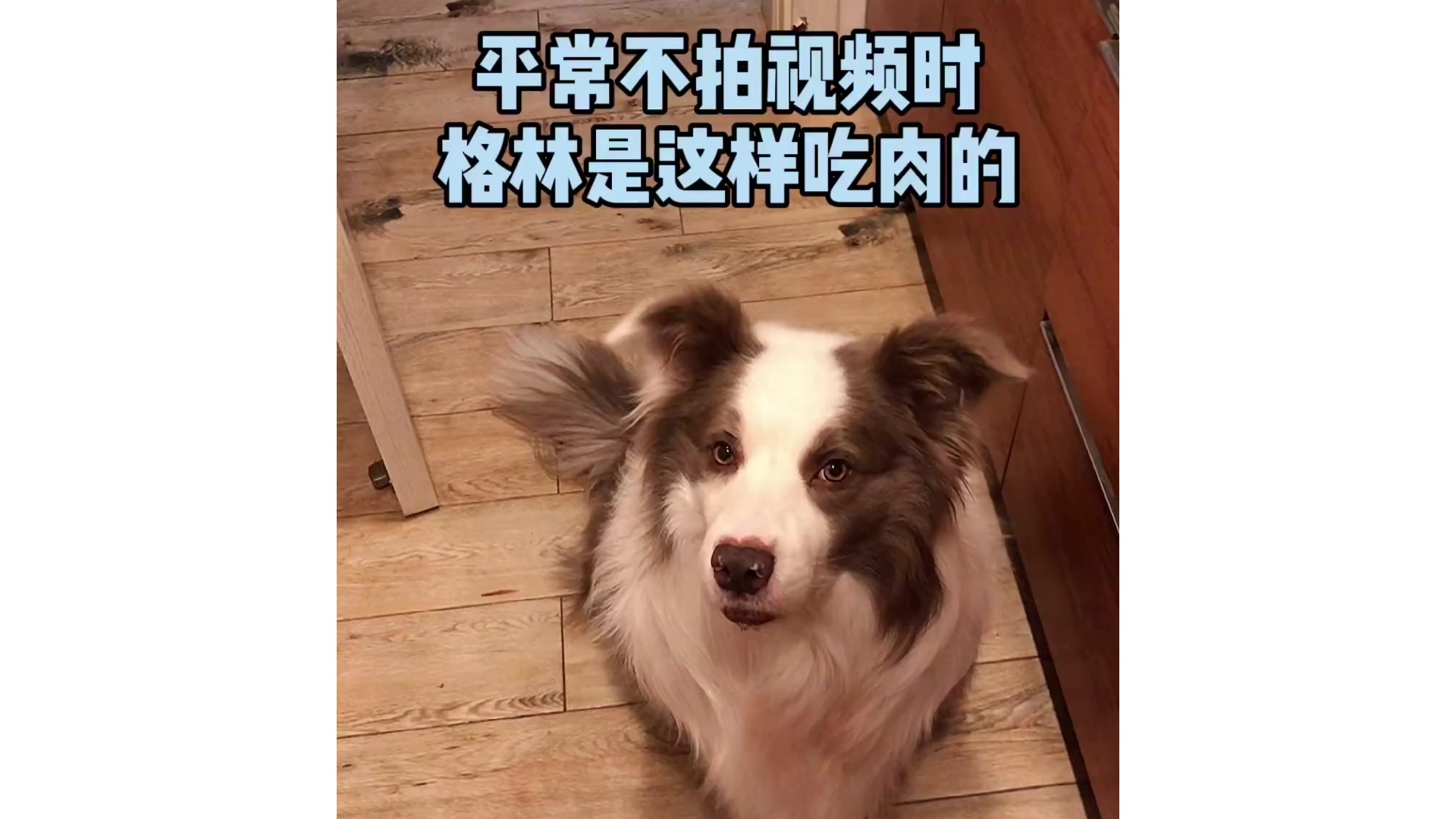 狗狗的吃肉 日常