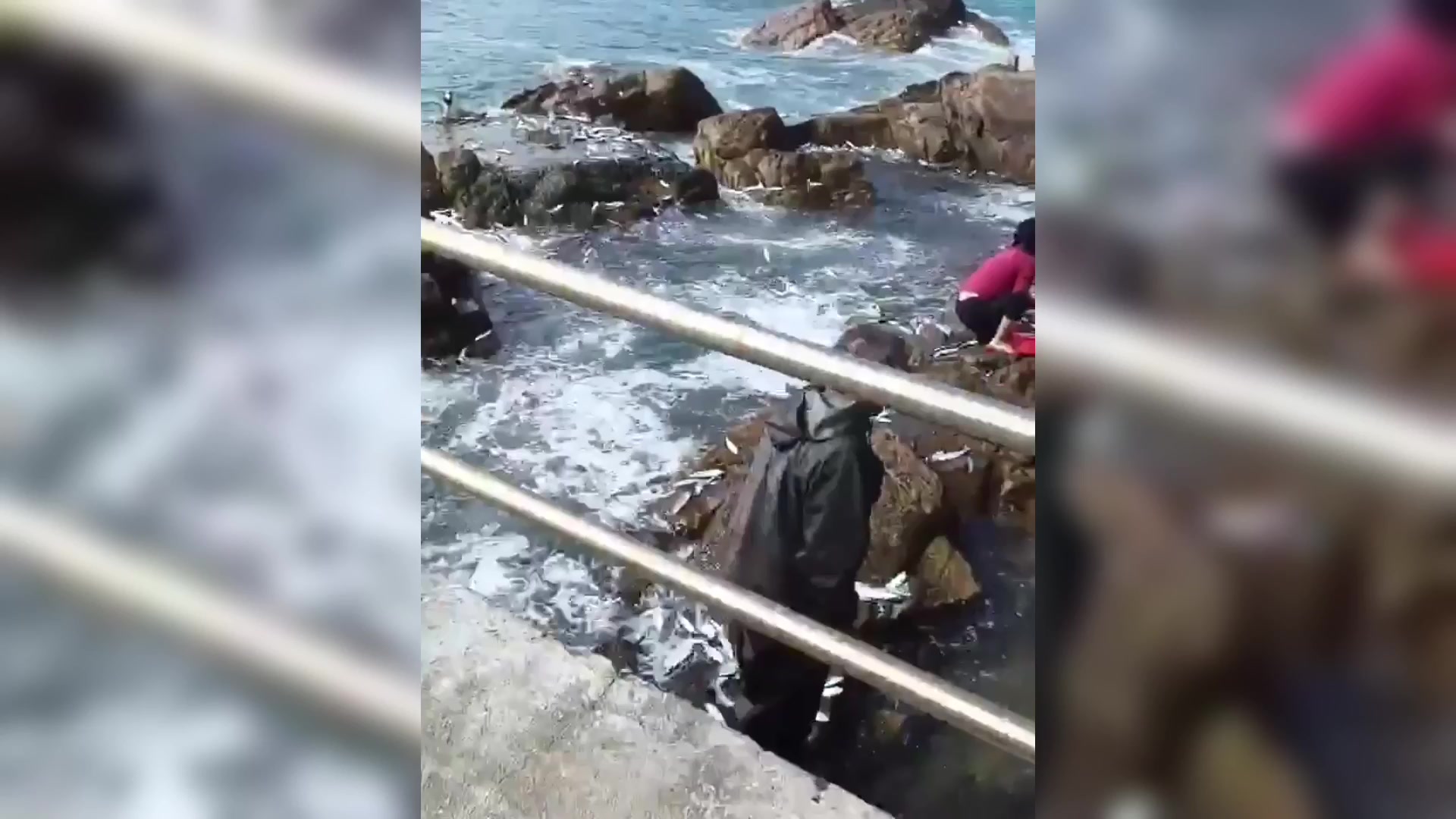 百年一遇奇观:海里鱼群不明原因纷纷跳上岸,村民捡鱼捡到手发软
