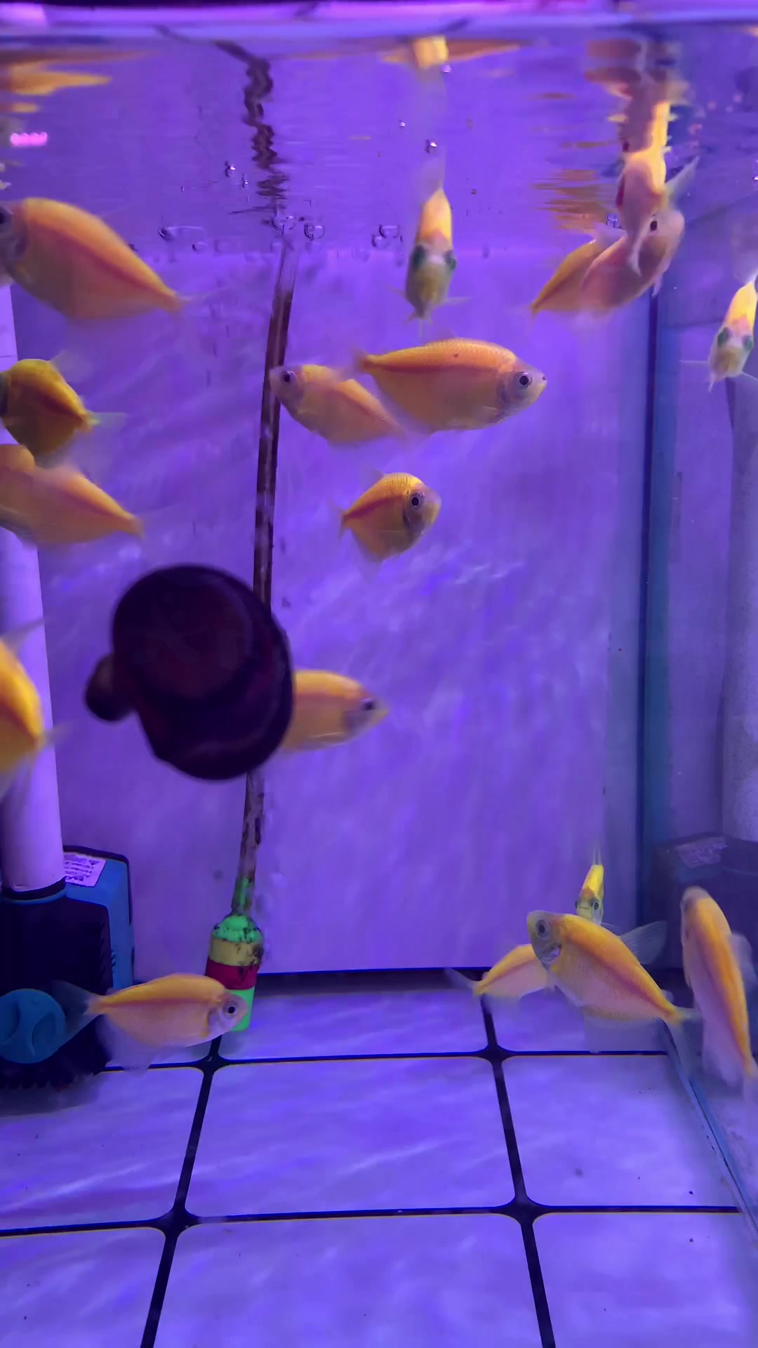 天使鱼品种之柠檬