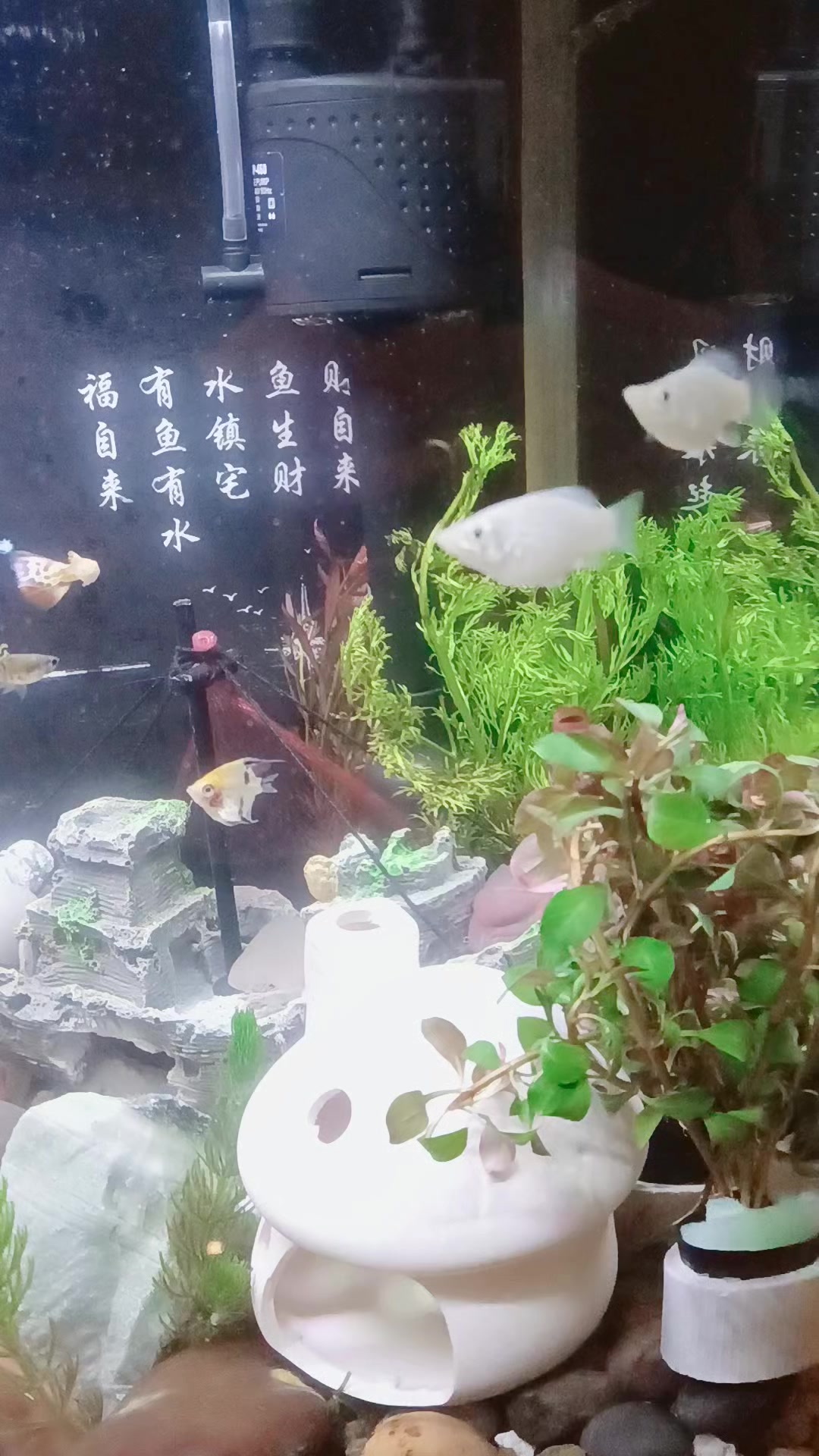 小鱼历险记之黑珍珠