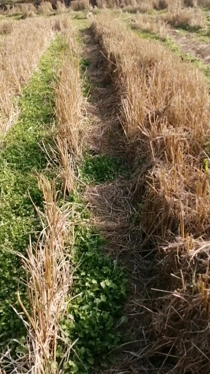 稻槎菜,又叫稻茬菜,一种长在收割后稻田里的野菜。