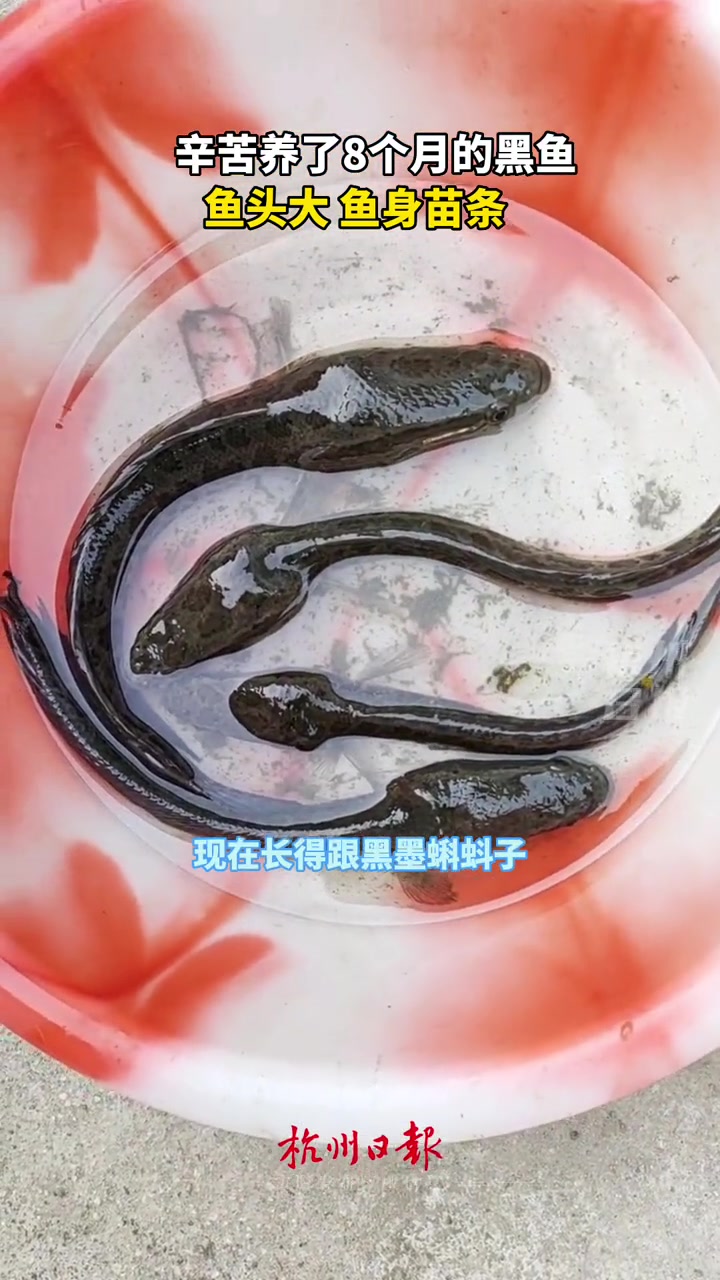 有专业人士出来科普一下吗?黑鱼养成这样是什么原因?黑鱼