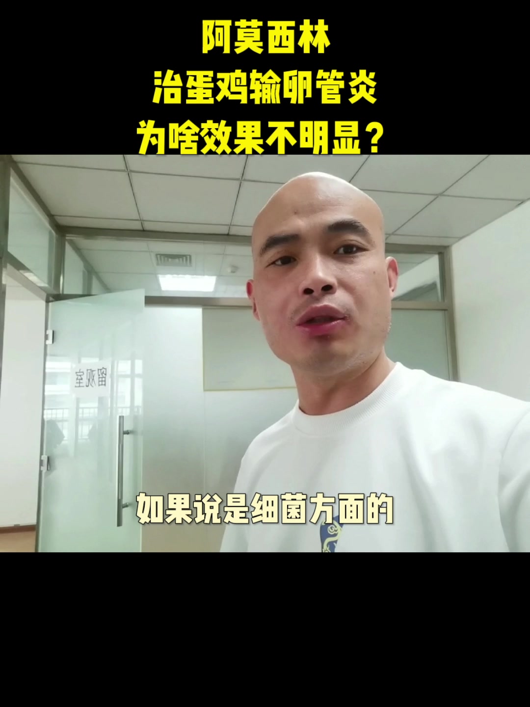 阿莫西林治疗蛋鸡输卵管炎,为啥效果不明显。
