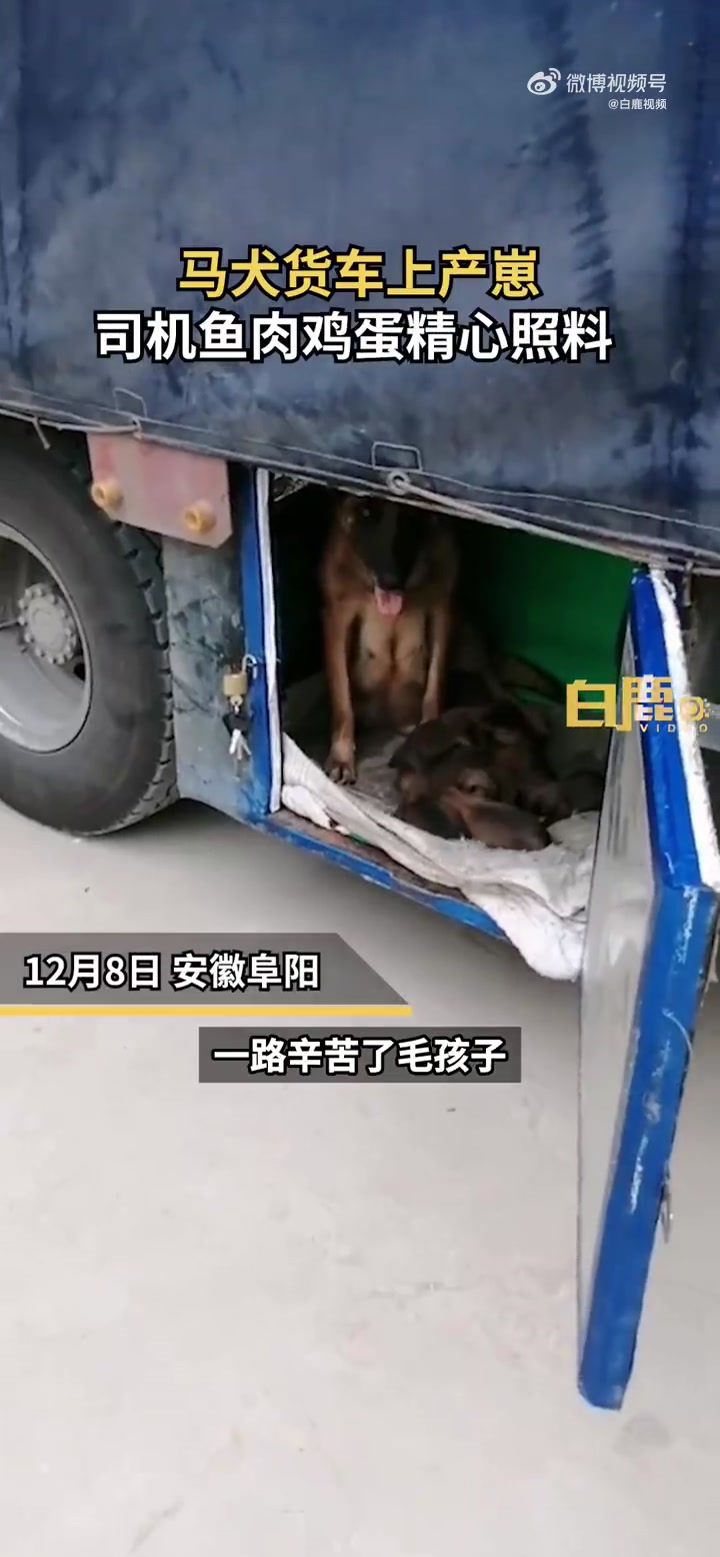 「有爱!马犬货车上产崽司机煮鱼汤鸡蛋照料」怀疑这狗狗是超市的业务员 12月8日,安徽阜阳。